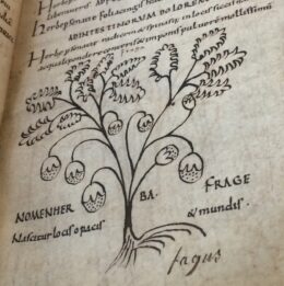 Gestileerde lijntekeningen