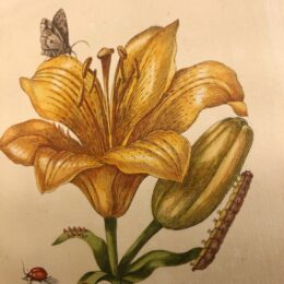 Een podium voor planten en insecten